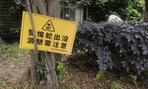 天降2米大蛇，四川“硬核”大爷徒手逮蛇，一顿抡摔！专家：不建议这样处理
